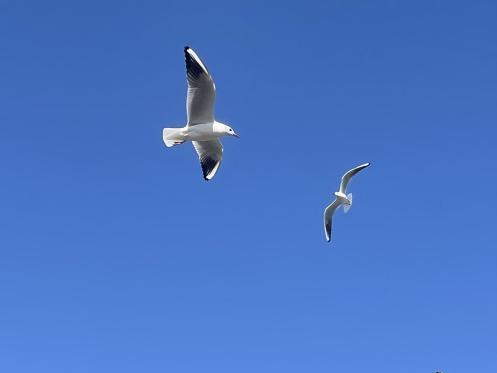 10以蓝天为幕，与飞鸟同行